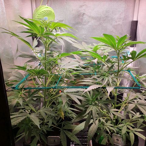 Jenny Kush growlog photo: 1-57
4-47
3-56
2-33