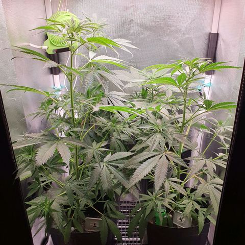 Jenny Kush growlog timeline photo