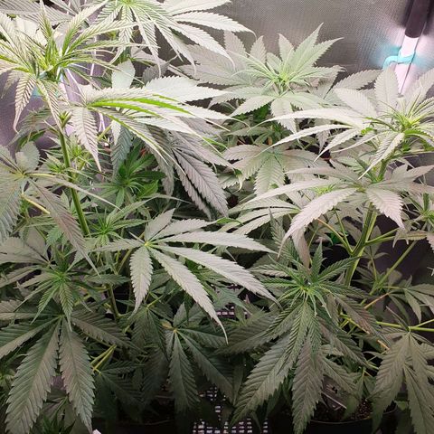 Jenny Kush growlog timeline photo