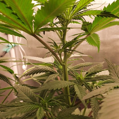 Jenny Kush growlog timeline photo