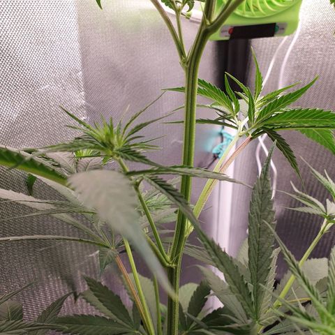 Jenny Kush growlog timeline photo