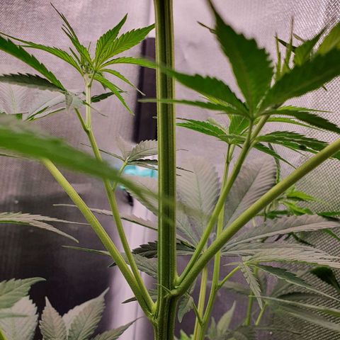 Jenny Kush growlog timeline photo