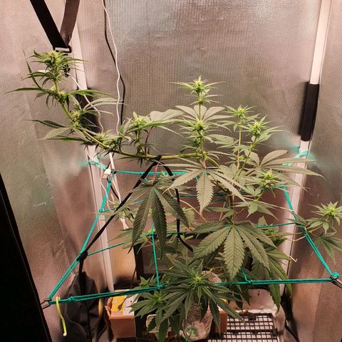 Jenny Kush growlog timeline photo