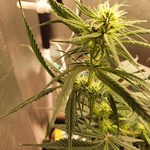 Jenny Kush growlog timeline photo