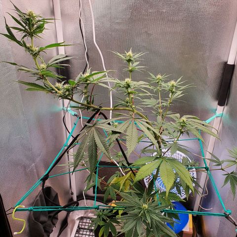 Jenny Kush growlog timeline photo