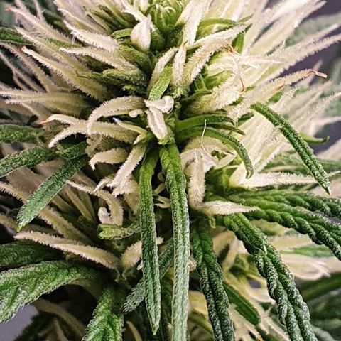 Jenny Kush growlog timeline photo