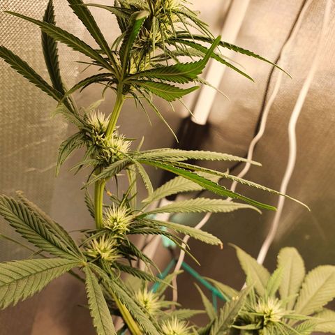 Jenny Kush growlog timeline photo