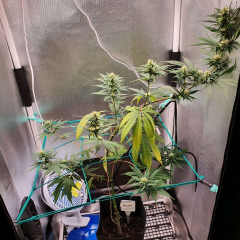 Jenny Kush growlog timeline photo