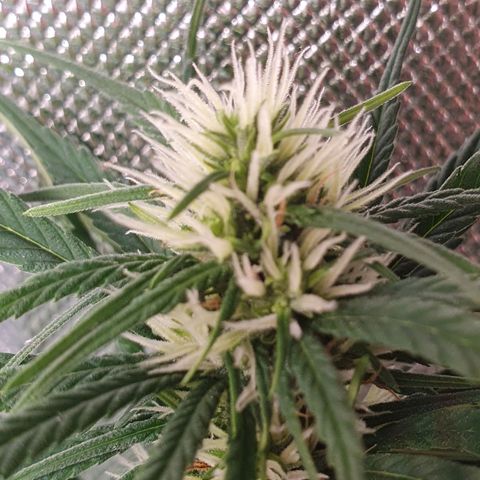 Jenny Kush growlog timeline photo