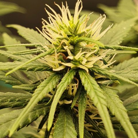 Jenny Kush growlog timeline photo