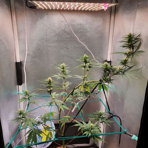 Jenny Kush growlog timeline photo