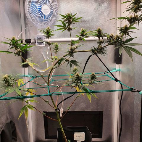 Jenny Kush growlog timeline photo