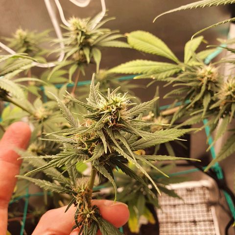 Jenny Kush growlog photo: 1o bud dry test