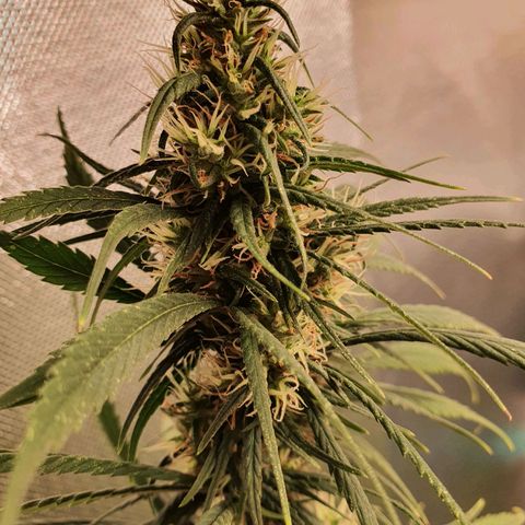 Jenny Kush growlog timeline photo