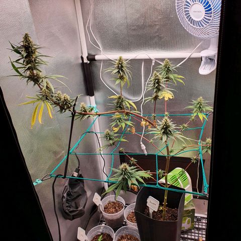 Jenny Kush growlog timeline photo