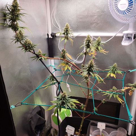 Jenny Kush growlog timeline photo