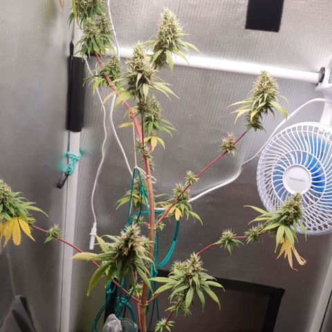 Jenny Kush growlog timeline photo