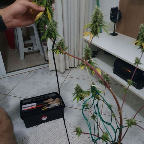 Jenny Kush growlog photo: Colheita