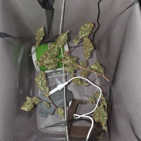 Jenny Kush growlog timeline photo