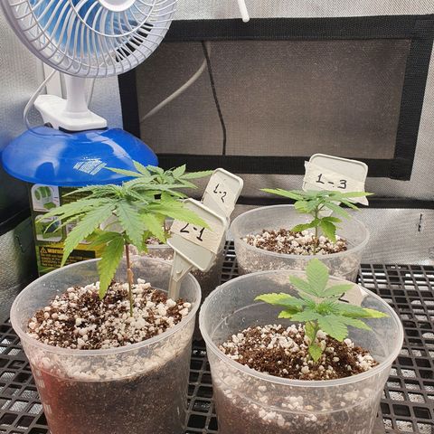 Amnesia Auto growlog timeline photo