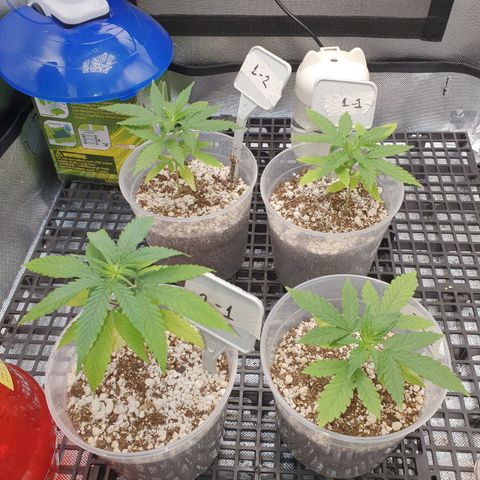 Amnesia Auto growlog photo: Dia de transplante