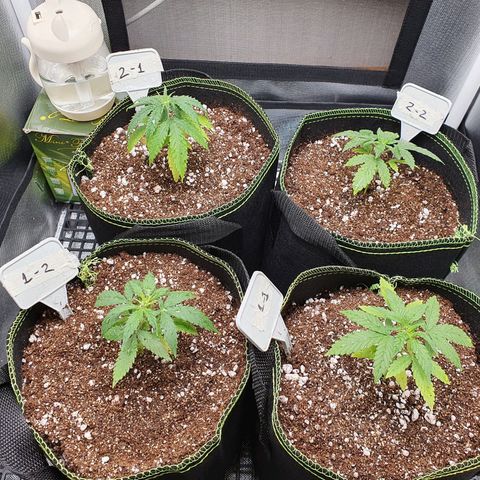 Amnesia Auto growlog photo: Pós transplante