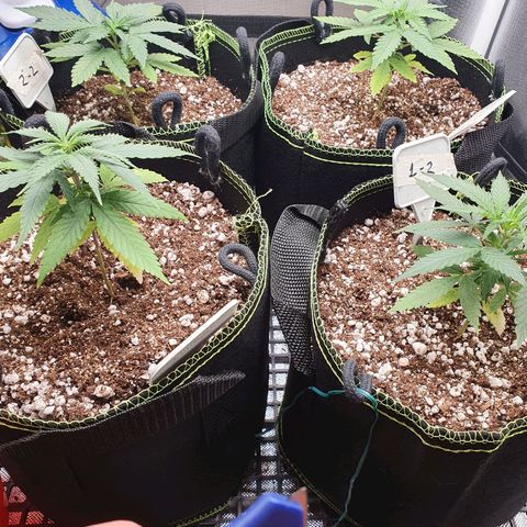 Amnesia Auto growlog photo: Raizes 1-2 2-1 mais fundas