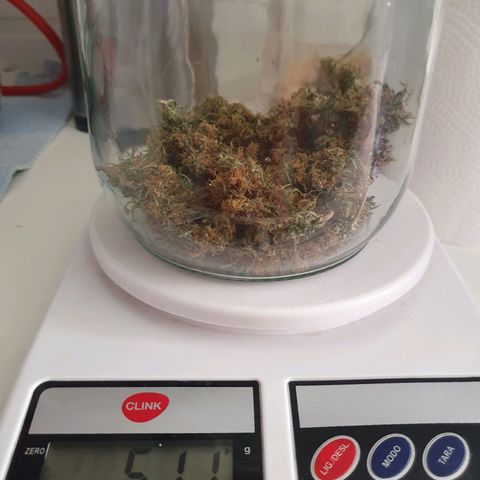 Jenny Kush growlog photo: 11g