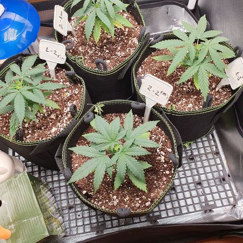 Amnesia Auto growlog timeline photo