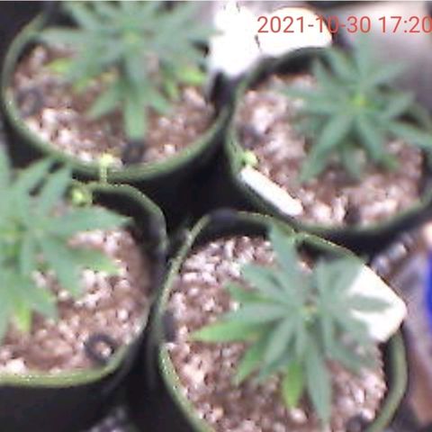 Amnesia Auto growlog timeline photo