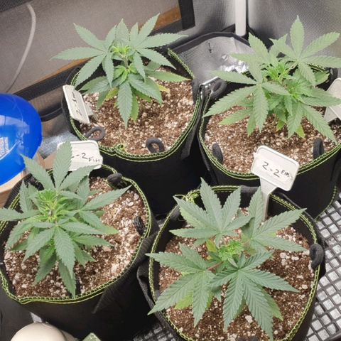 Amnesia Auto growlog timeline photo