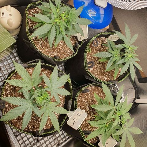 Amnesia Auto growlog timeline photo