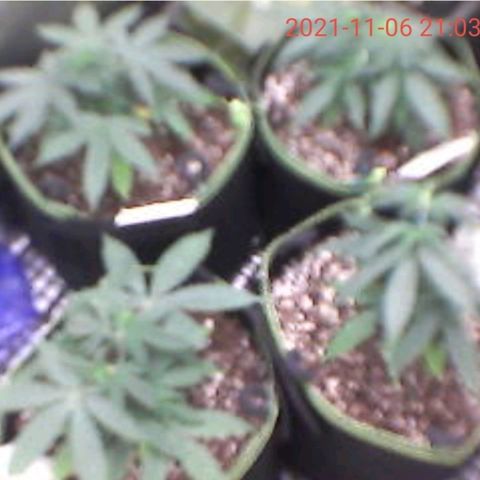 Amnesia Auto growlog timeline photo