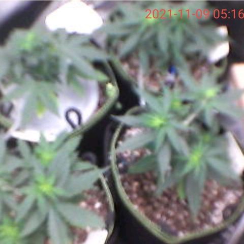 Amnesia Auto growlog timeline photo
