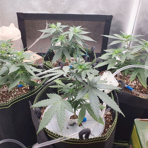 Amnesia Auto growlog timeline photo