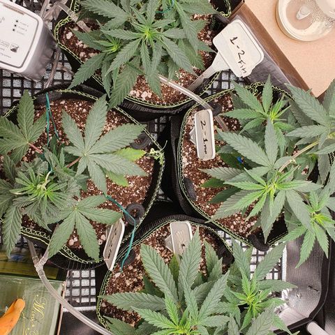 Amnesia Auto growlog timeline photo