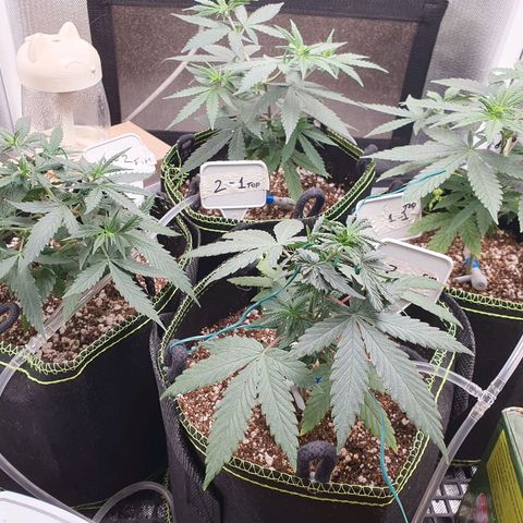 Amnesia Auto growlog timeline photo