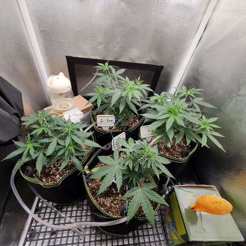 Amnesia Auto growlog timeline photo