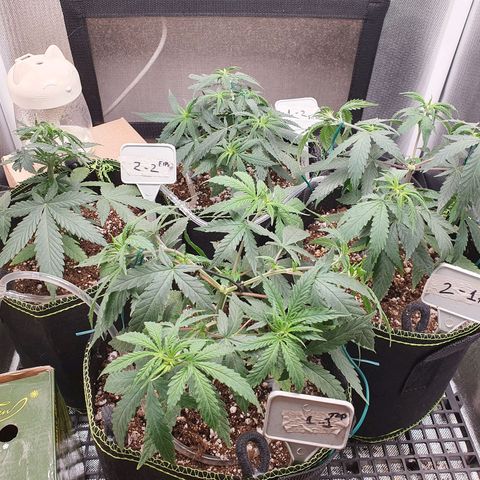 Amnesia Auto growlog timeline photo