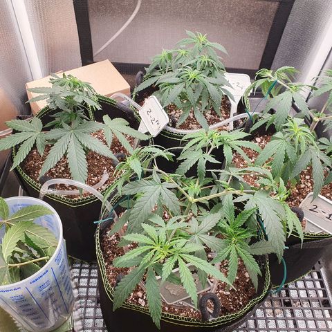 Amnesia Auto growlog photo: Pós Desfoliação