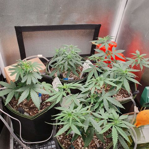 Amnesia Auto growlog timeline photo