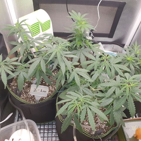 Amnesia Auto growlog timeline photo