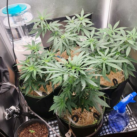 Amnesia Auto growlog timeline photo
