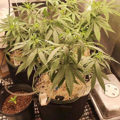 Amnesia Auto growlog photo: Retirada clones