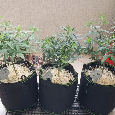 Amnesia Auto growlog photo: Pós flush e poda