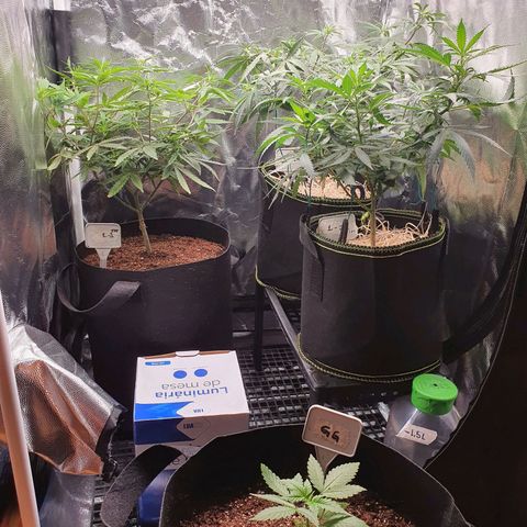 Amnesia Auto growlog photo: Pós Transplante