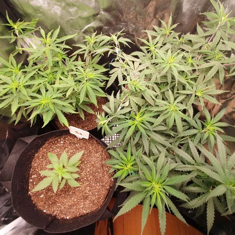 Amnesia Auto growlog photo: Pós Transplante