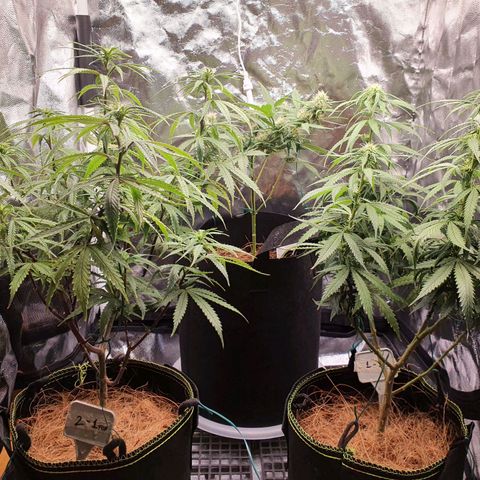 Amnesia Auto growlog timeline photo