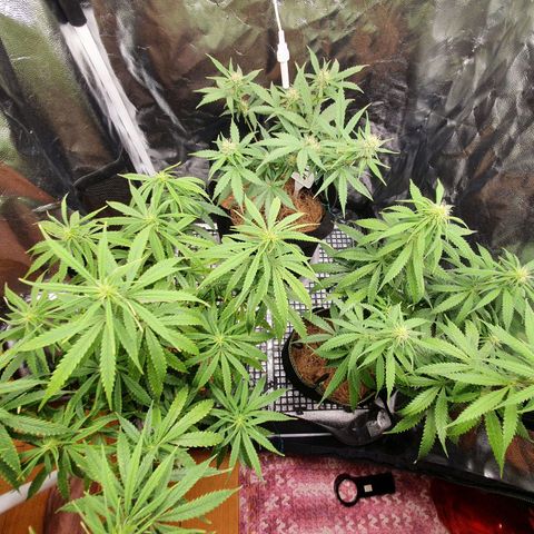 Amnesia Auto growlog timeline photo
