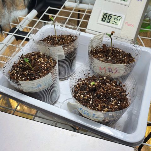 Jenny Kush growlog timeline photo